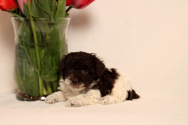 puppy, for, sale, Toy Poodle, Matthew B. Stoltzfus, dog, breeder, Gap, PA, dog-breeder, puppy-for-sale, forsale, nearby, find, puppyfind, locator, puppylocator, aca